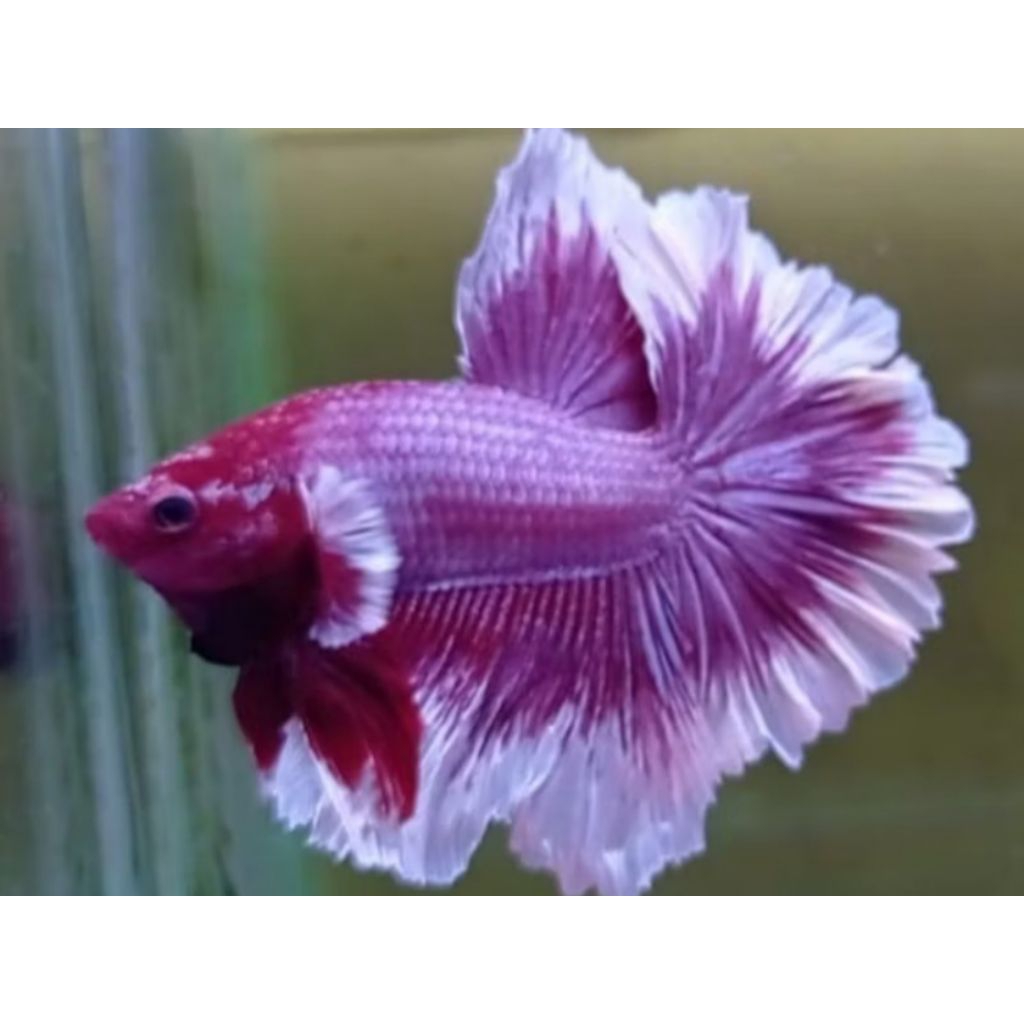 

Warna Hm Bigear LAVENDER