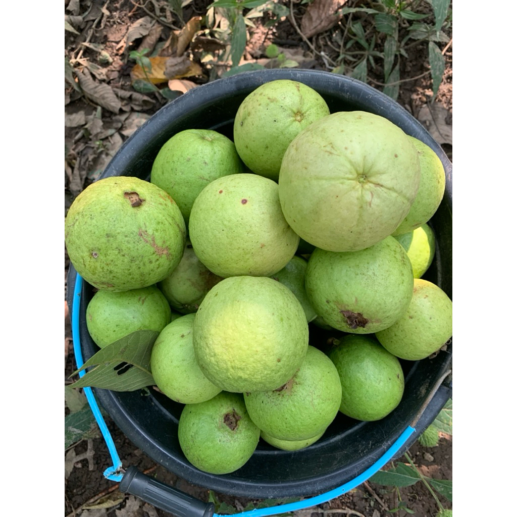 

Best seller jambu biji merah fresh 1Kg