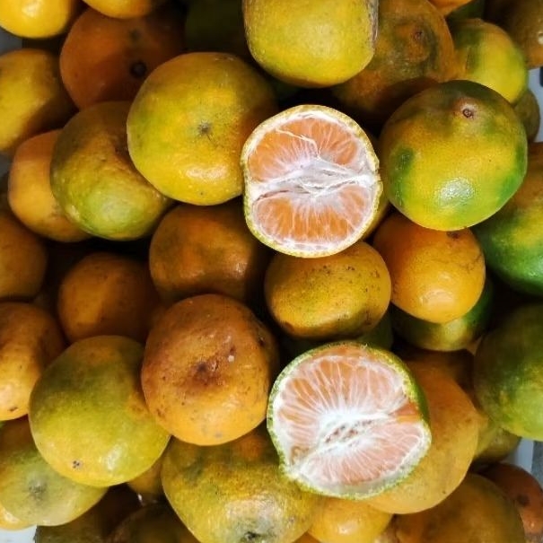 

[MEDAN MANIS KIRIM INSTAN/SAMEDAY] Jeruk LOKAL Medan Size Variatif Besar Kecil Yang Penting Manis Murah