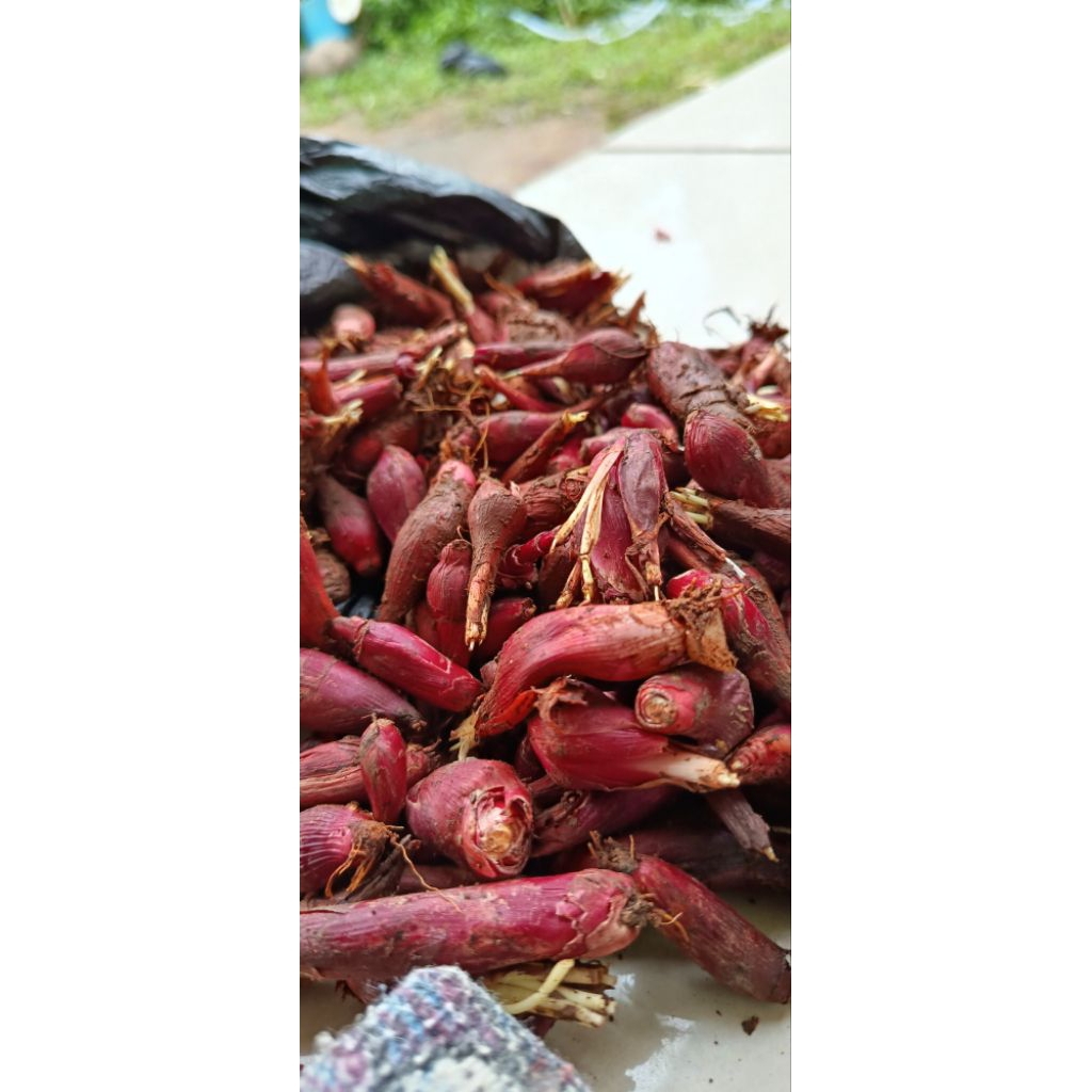 

bawang dayak segar paket hemat per 500gram segar