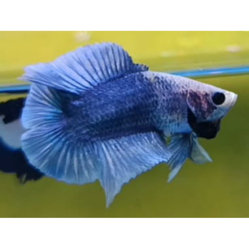 IKAN CUPANG DOUBLE TAIL GRIZZLE