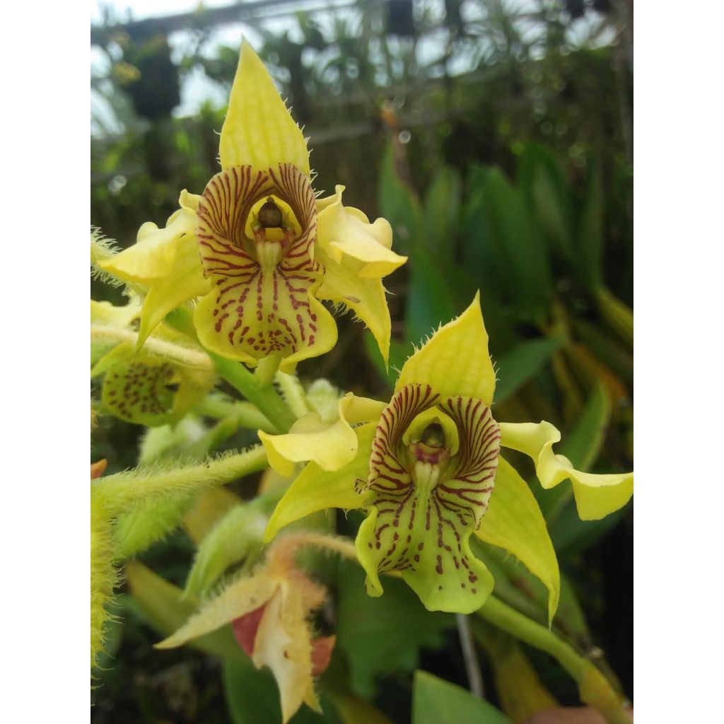 Dendrobium macrophyllum