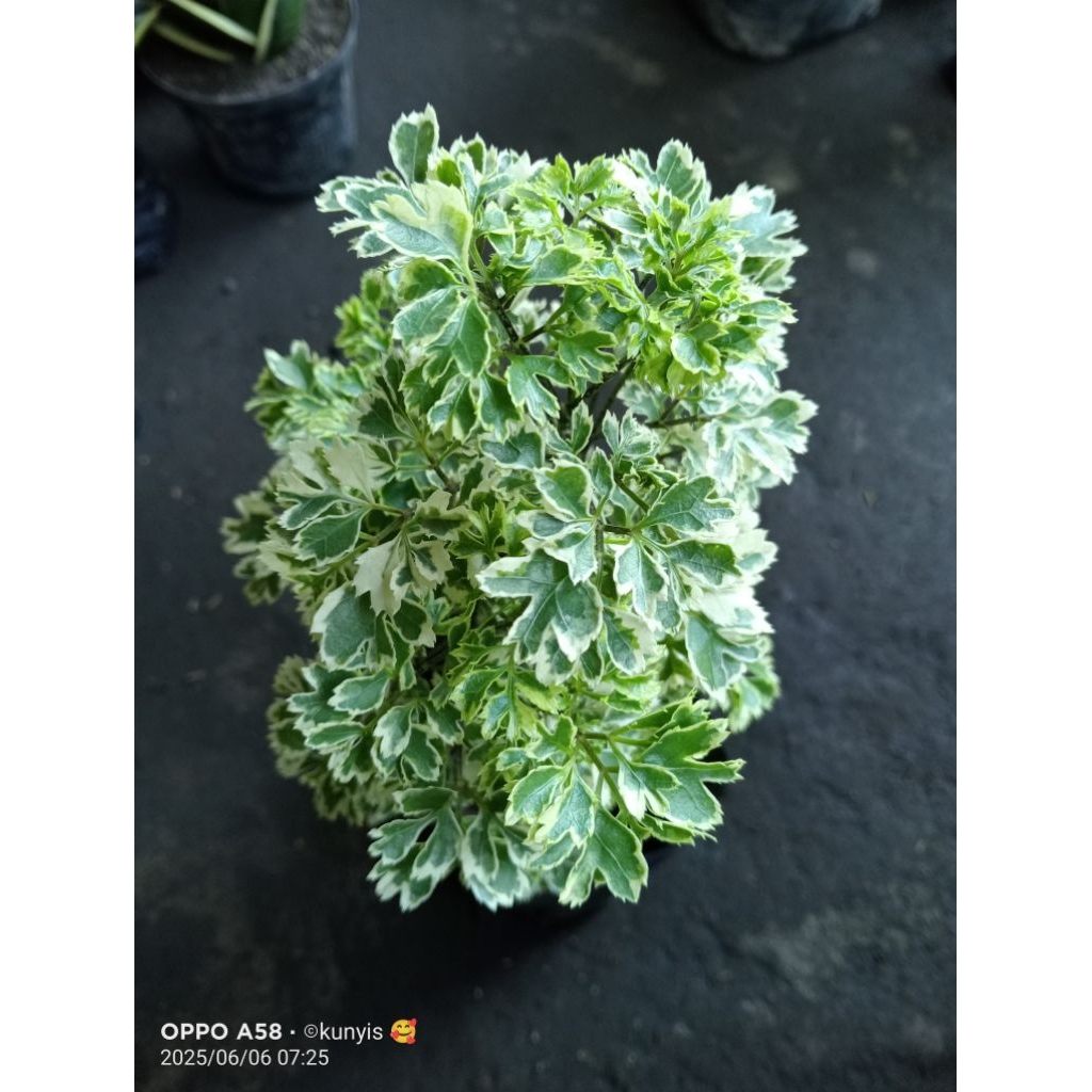 Dondong Laut Daun Varigata BAHAN BONSAI-RIMBUN