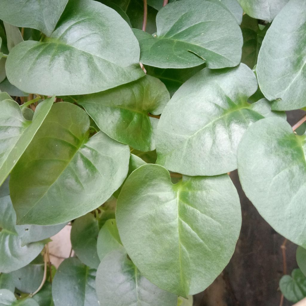 

daun Binahong Hijau Segar berkualitas 80 gram