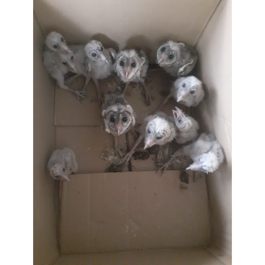 Burung Hantu Barn Owl (Tyto Alba) - Jinak & Cocok untuk Pemula