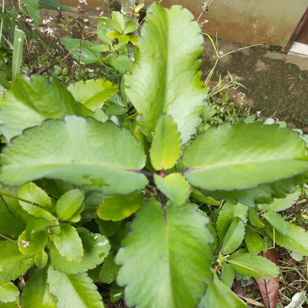 

Daun cocor bebek segar daun sosor bebek fresh 500 gram-az