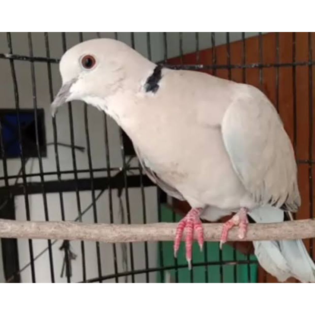 Puter pelung  jantan gacor rawatan