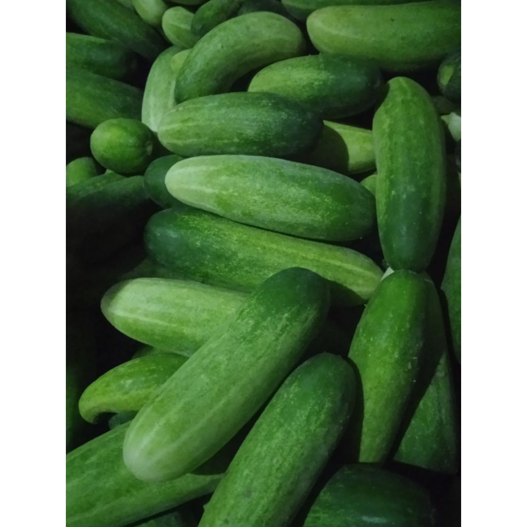 

Mentimun