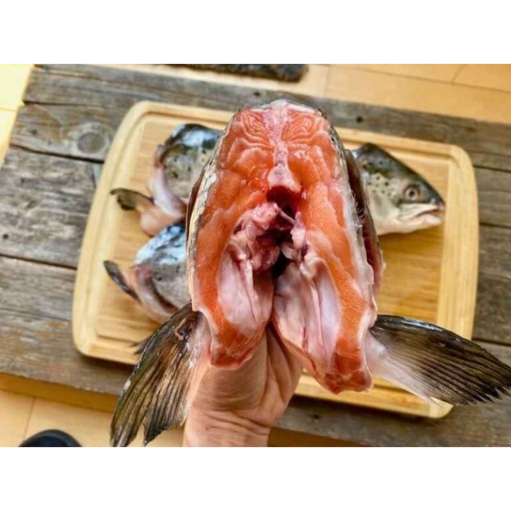 

KEPALA SALMON, SALMON HEAD (1PCS)