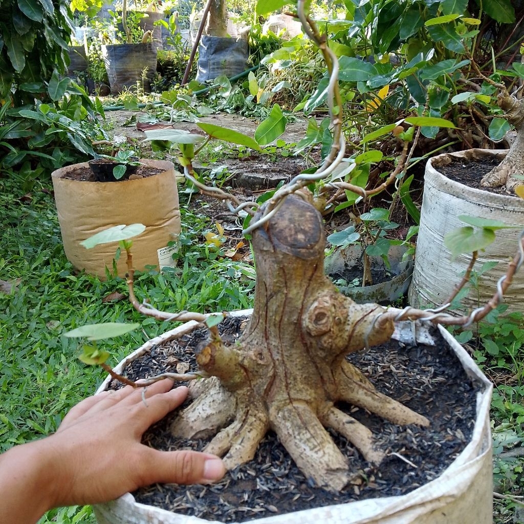Bahan bonsai waru Taiwan program akar