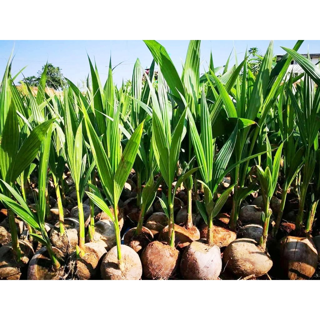 bibit kelapa hijau HIBRIDA cepat berbuah