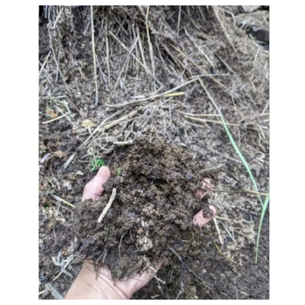 pupuk organik kotoran sapi basah dan kering krmasan 500gram