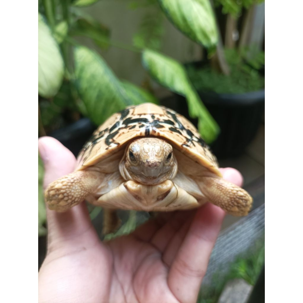 Pardalis/hightwhite/kura kura/kura darat