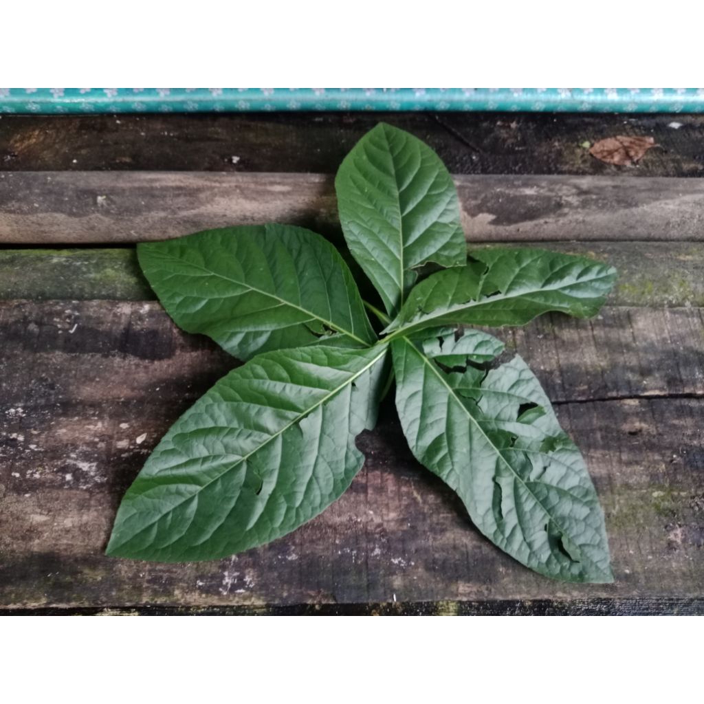 

Daun Sambung Nyawa Segar / 150 Lembar