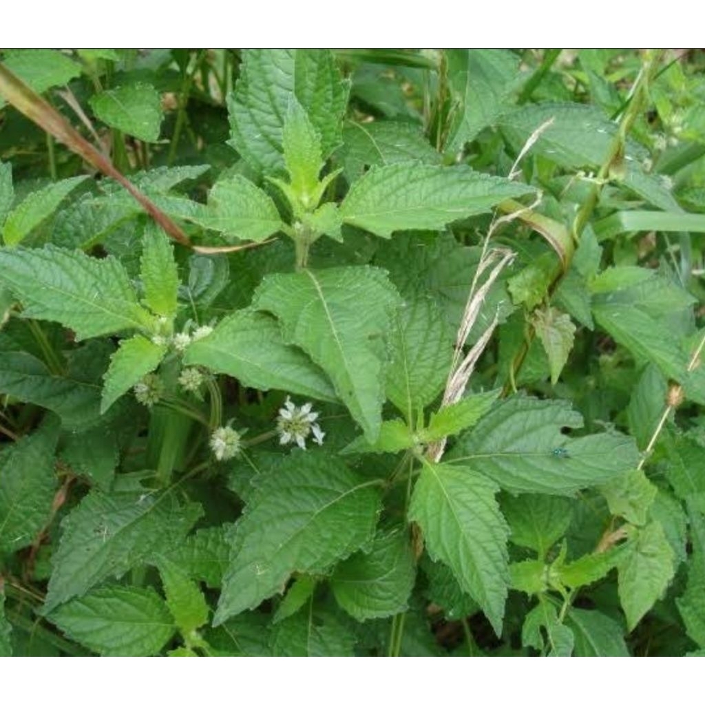 

Daun genggeyan daun pusar segar 500 gram petik langsung