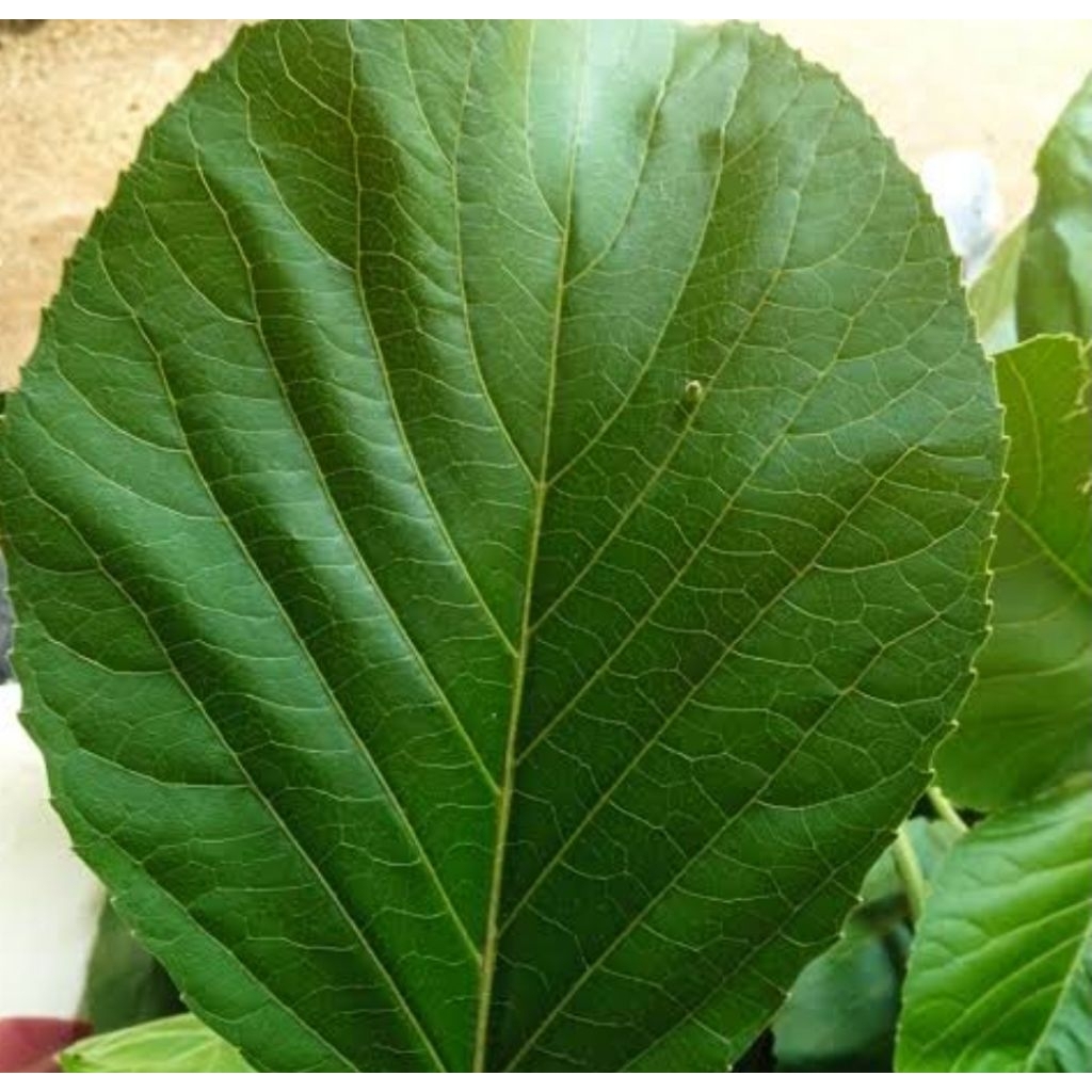 

Daun pohon talingkup segar daun talingkup 100 lembar pilihan