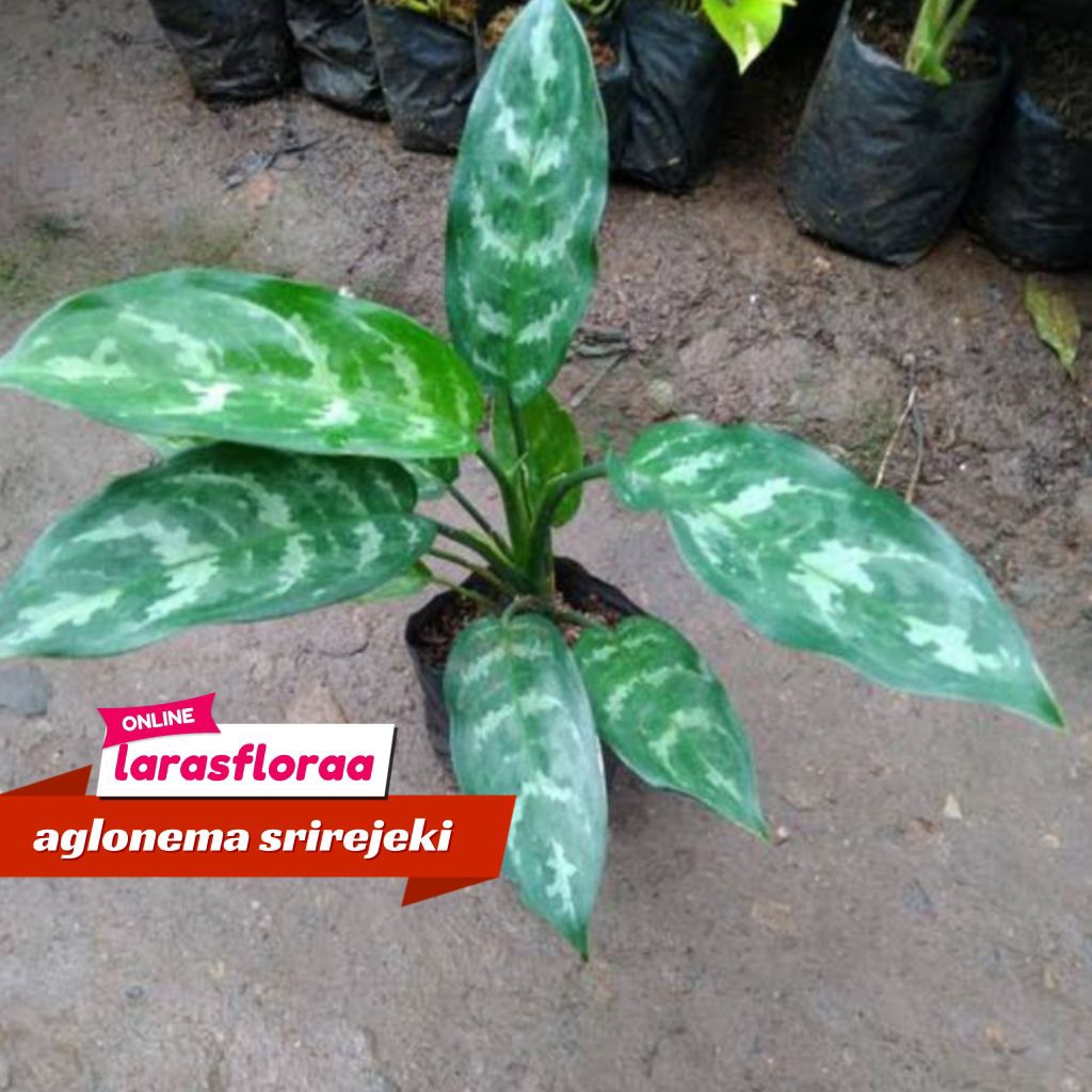 (BISA COD) Tanaman Hias Aglonema SriRejeki bunga hidup Aglonema srirejeki  Tanaman Aglonema srirejek