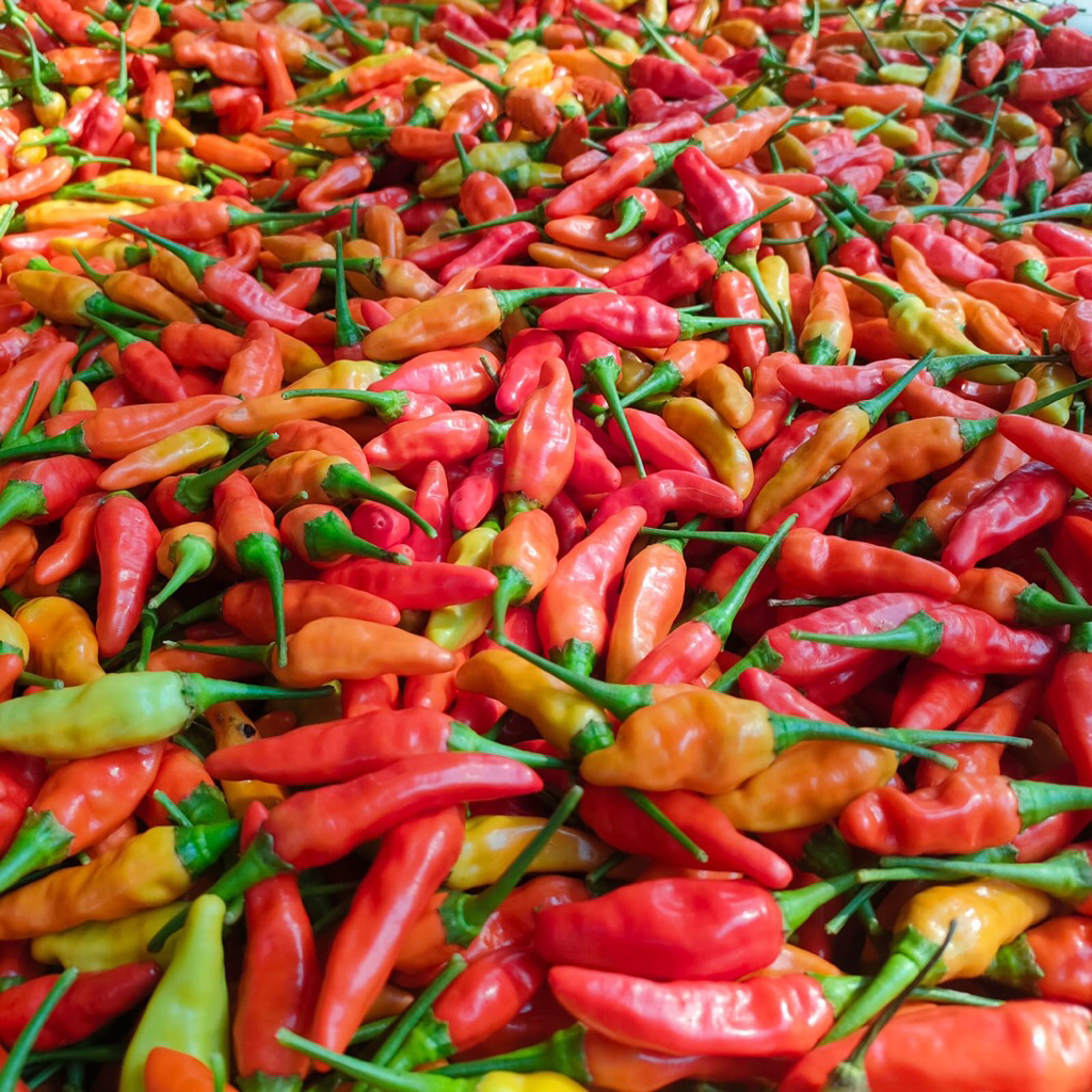 

Cabai Rawit Merah Segar cabe rawit cabe Ori Cabe domba Cabe Rawit Ori Segar