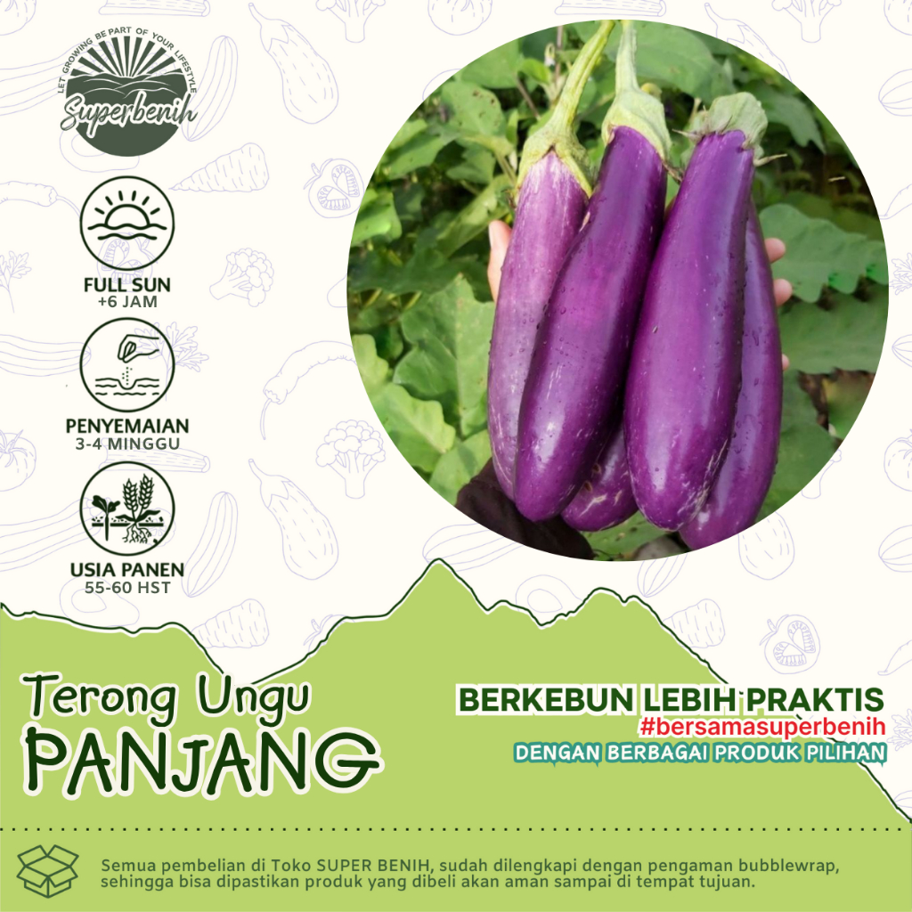 25 Biji - Benih TERONG UNGU PANJANG hibrida