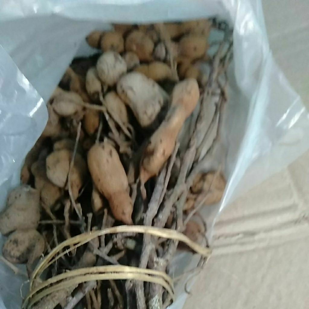 

Buah Cempaluk Cempaluh Cempalung Asam Jawa