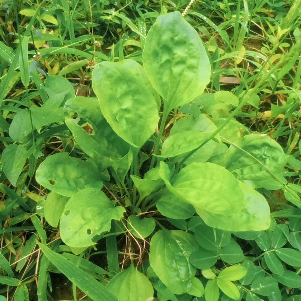 

jual daun ki urat preas 500gram