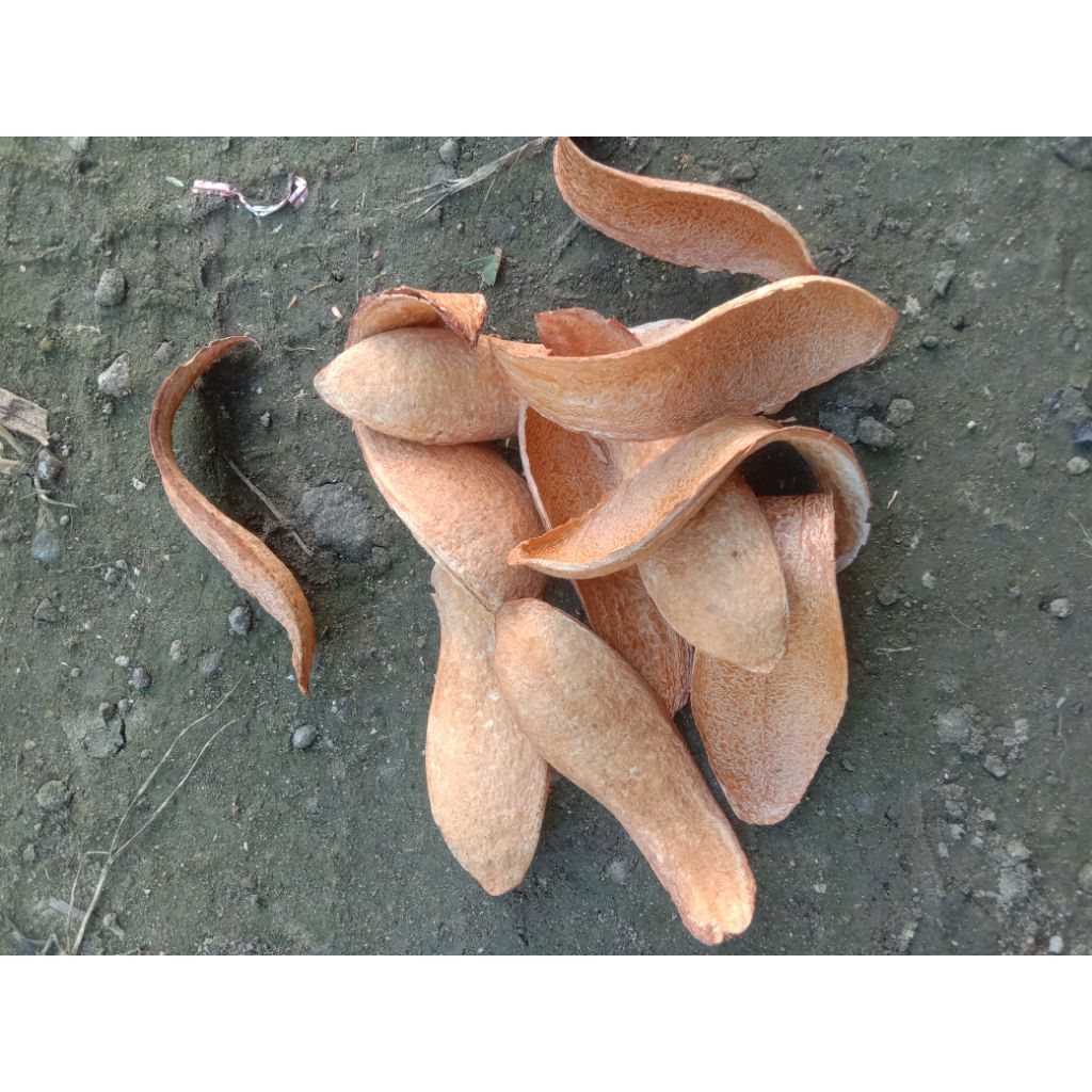 

kulit buah mahoni per biji