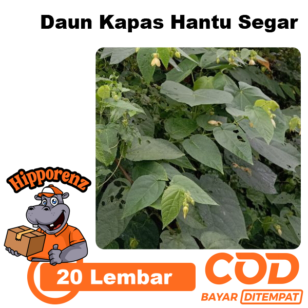 

Daun Kapas Hantu Per 20 Lembar Fresh Petik Dadakan