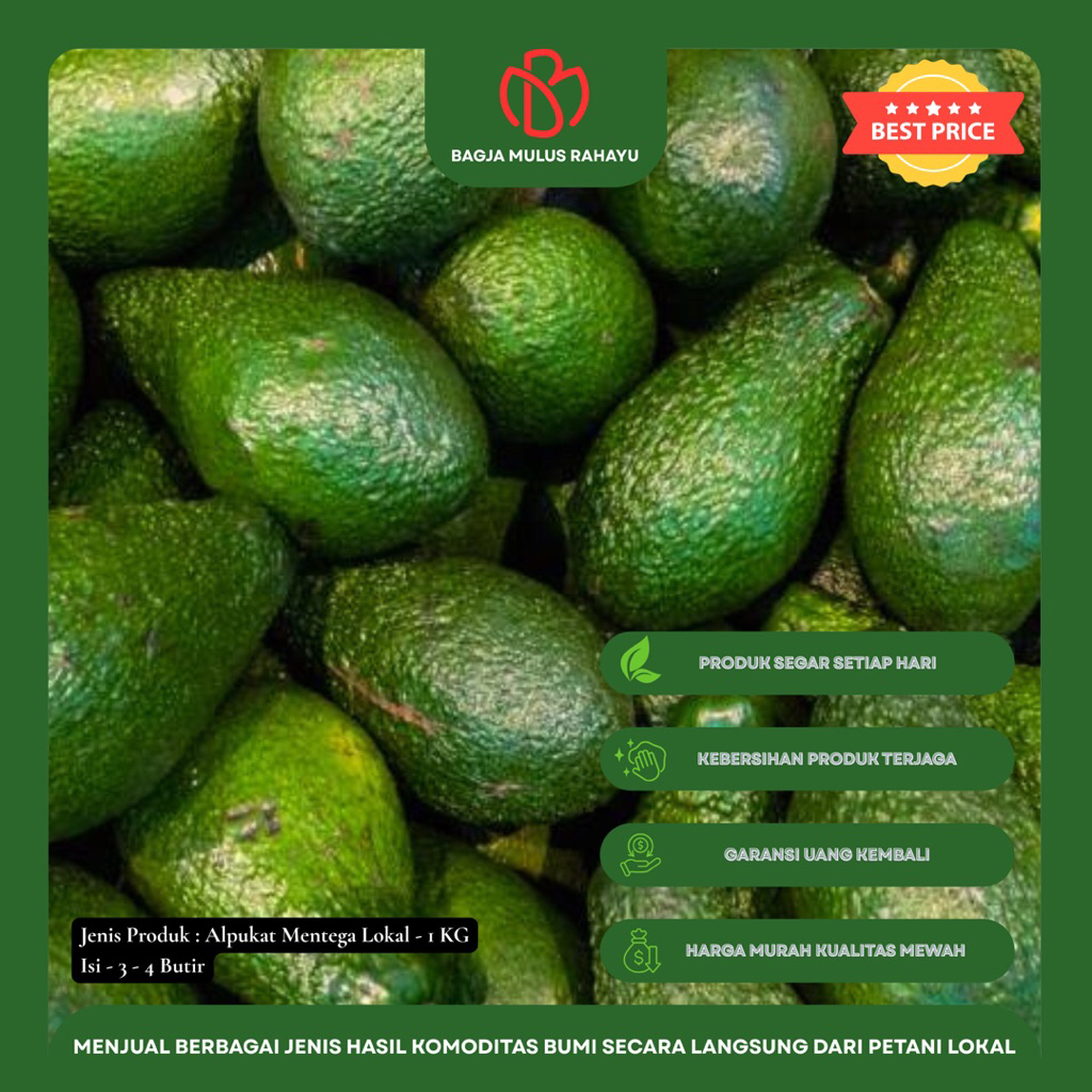 

Alpukat Mentega Lokal - 1 KG - [ Isi 3 - 4 Butir ] - Buah Alpukat Mentega Lokal Bergaransi
