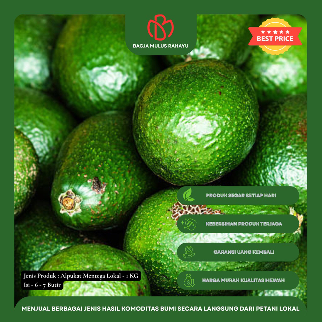 

Alpukat Mentega Lokal - 1 KG - [ Isi 5 - 6 Butir ] - Buah Alpukat Mentega Lokal Bergaransi