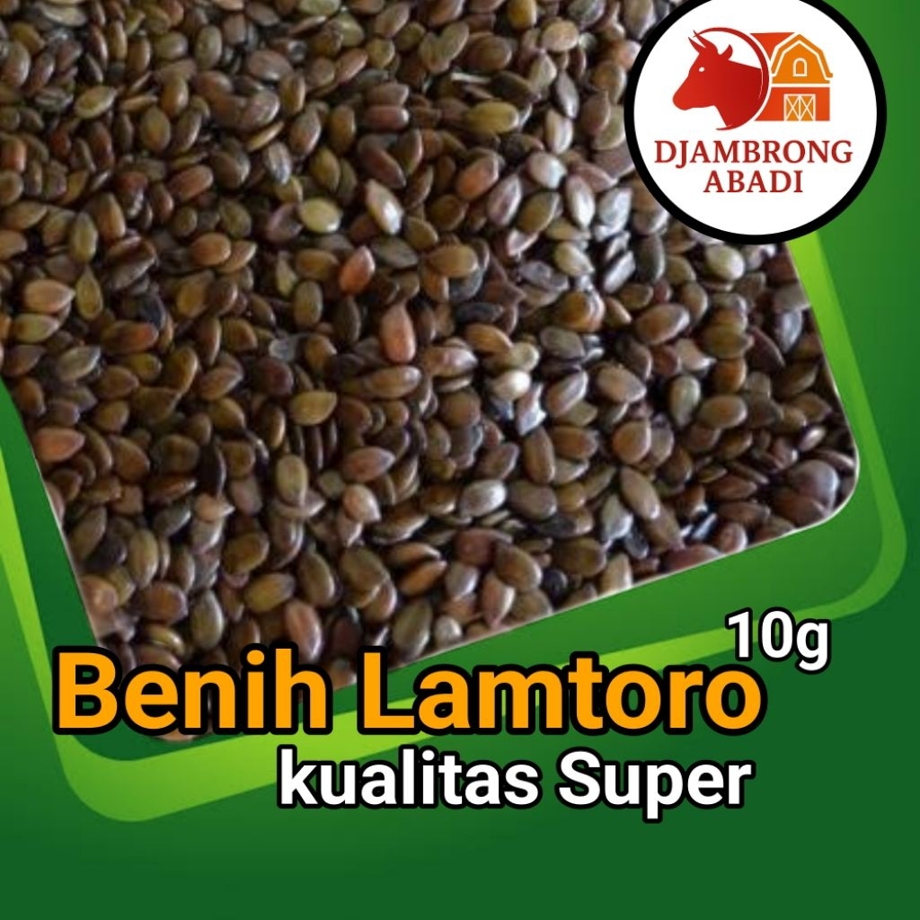 Benih Petai Cina l Lamtoro 10g Kualitas super
