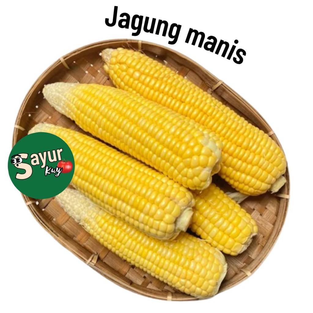 

Jagung manis jumbo fresh // Jagung manis untuk Bakwan jagung