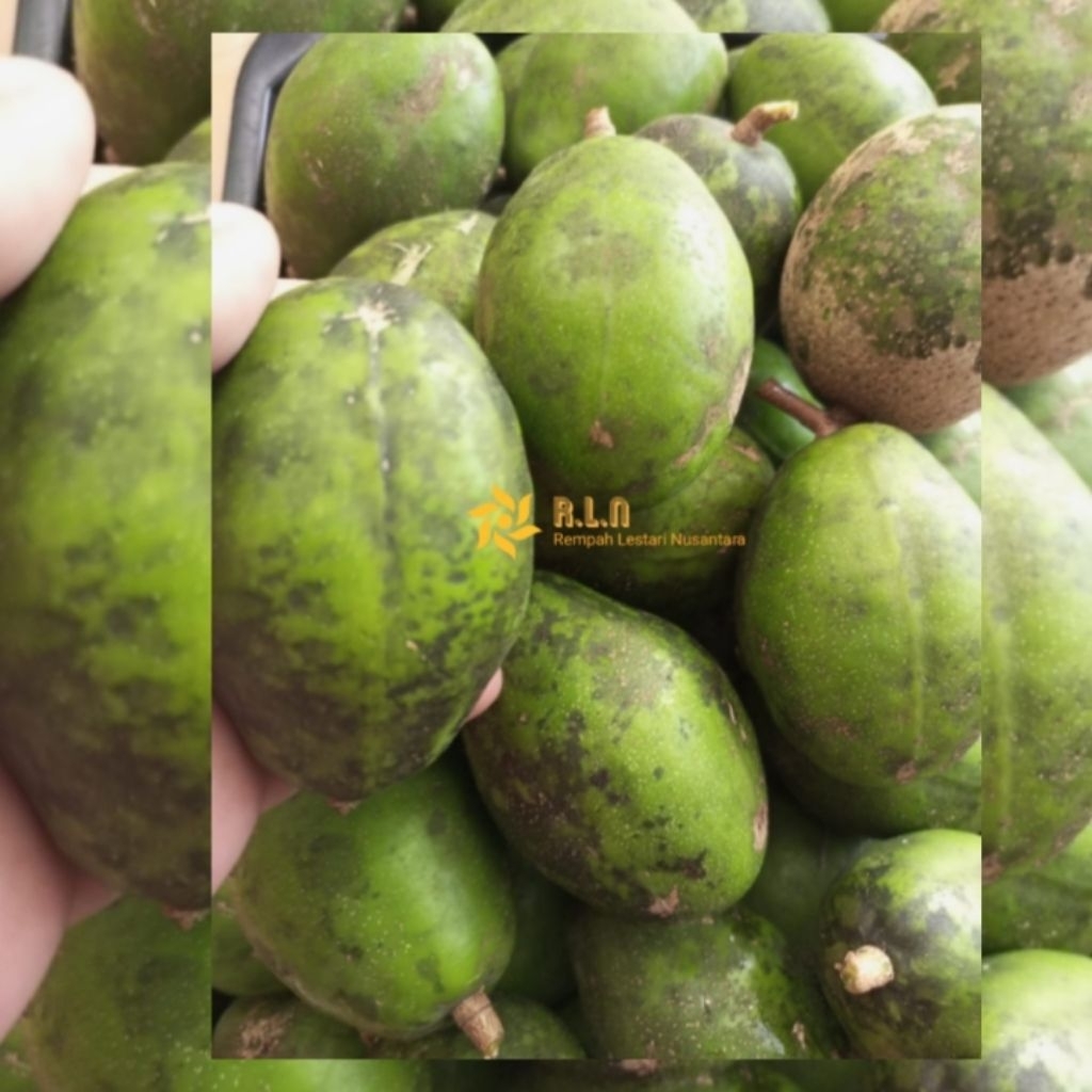 

1 kg Buah kedondong | Buah kendongdong segar 1 kg | buah kedondong fresh langsung panen