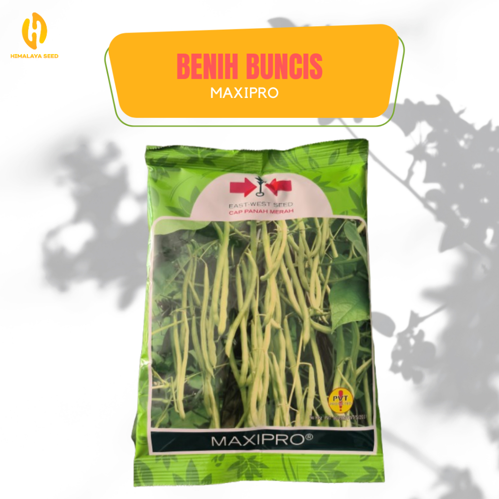 

Benih Buncis Maxipro Cap Panah Merah