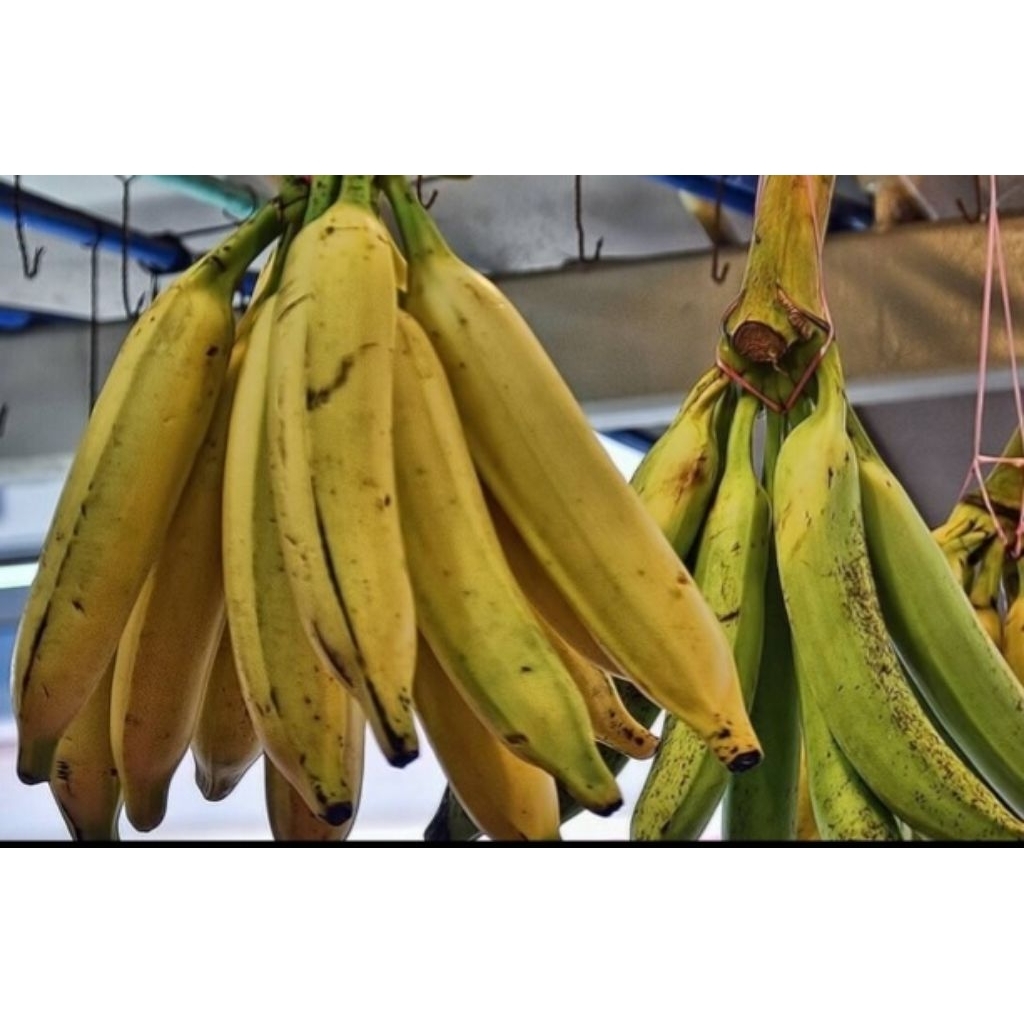 

PISANG TANDUK BESAR / PISANG BYAR DARILERENG GUNUNG SUNAN MURIA