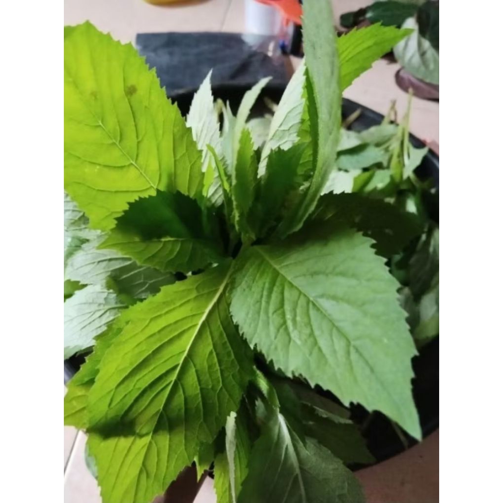 

promo daun sintrong murah fresh 250gram