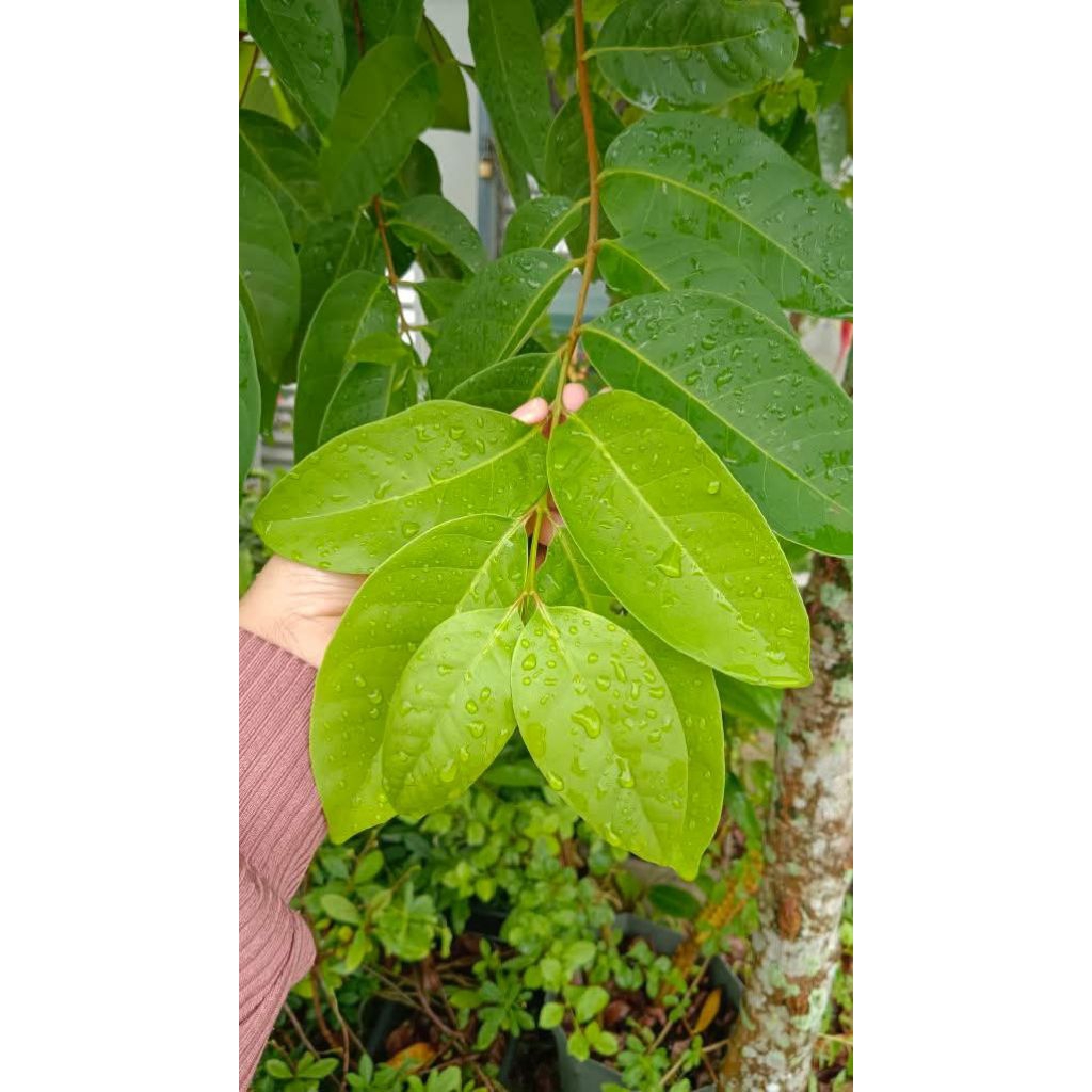 

DAUN SALAM FRESS 50biji