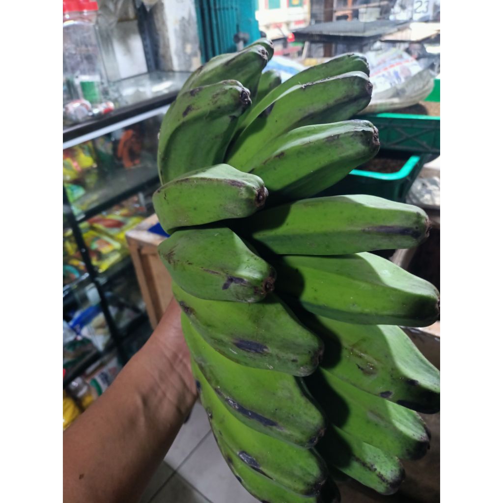 

PISANG KEPOK BURUNG MATENG 2 HARI SETELAH CO 1 BIJI