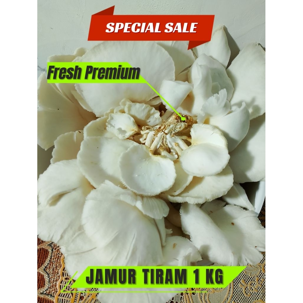 

JAMUR TIRAM segar 1 kg dipanen langsung