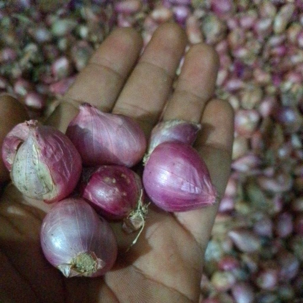 

bawang merah kering murah