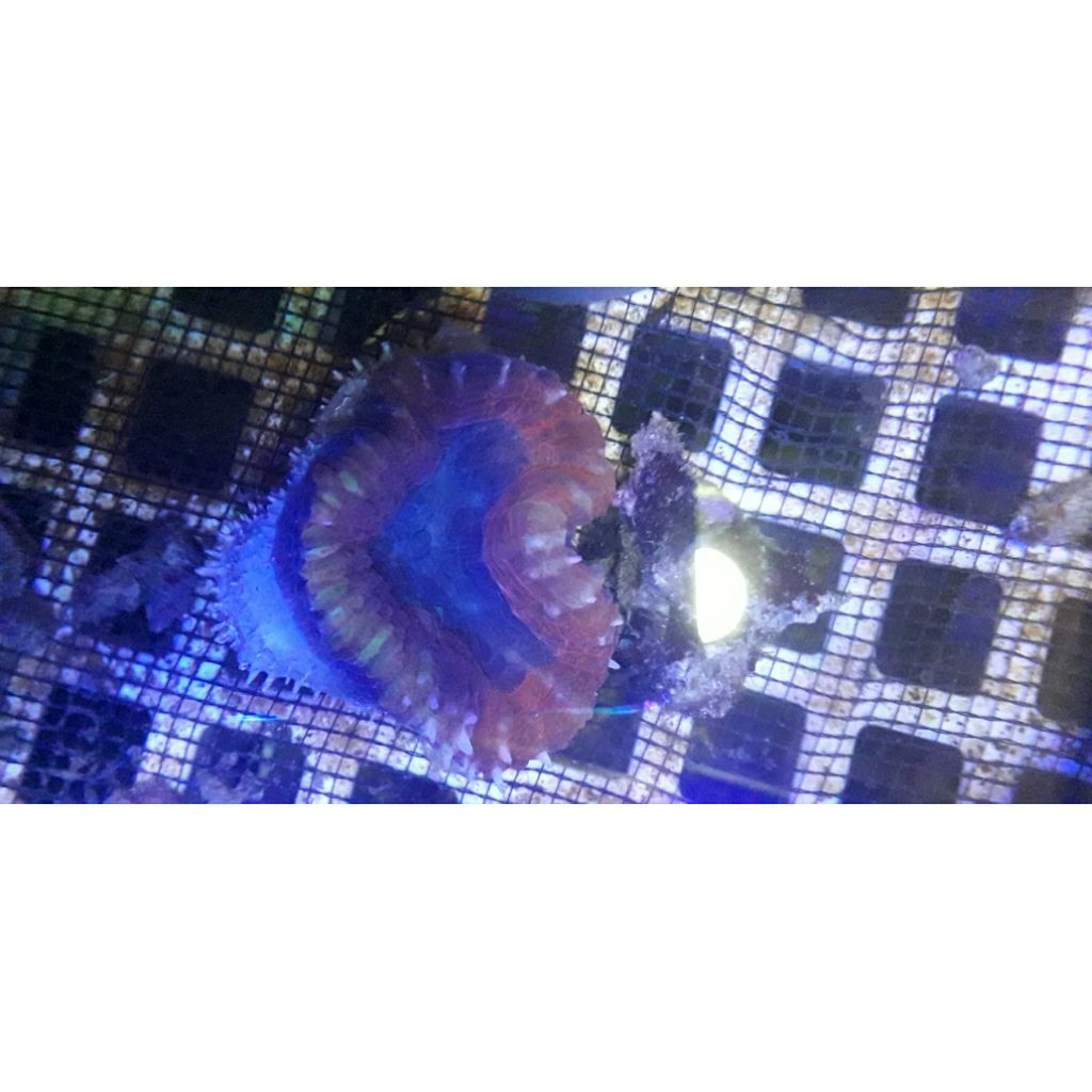 

SOFTCORAL KARANG DAGING MERAH