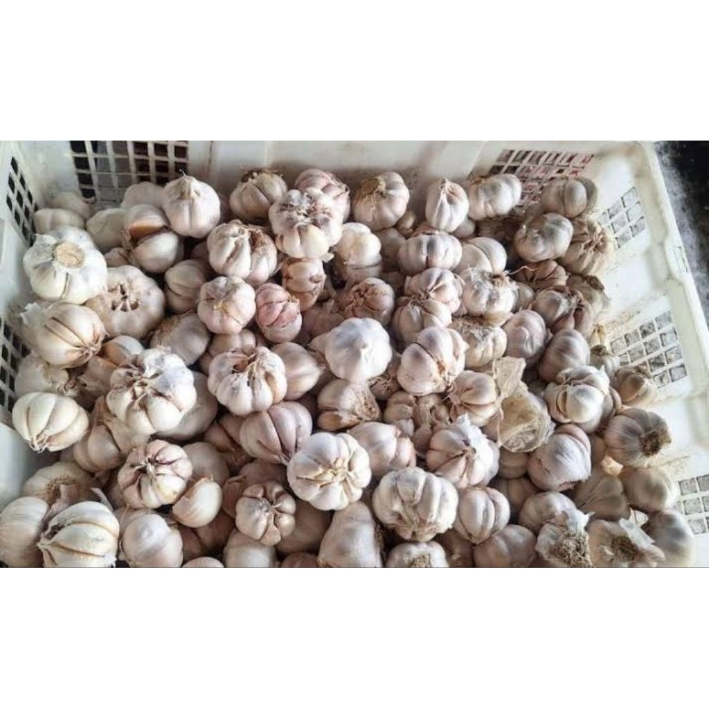 

200-1kg bawang putih segar kemasan ekonomis segar