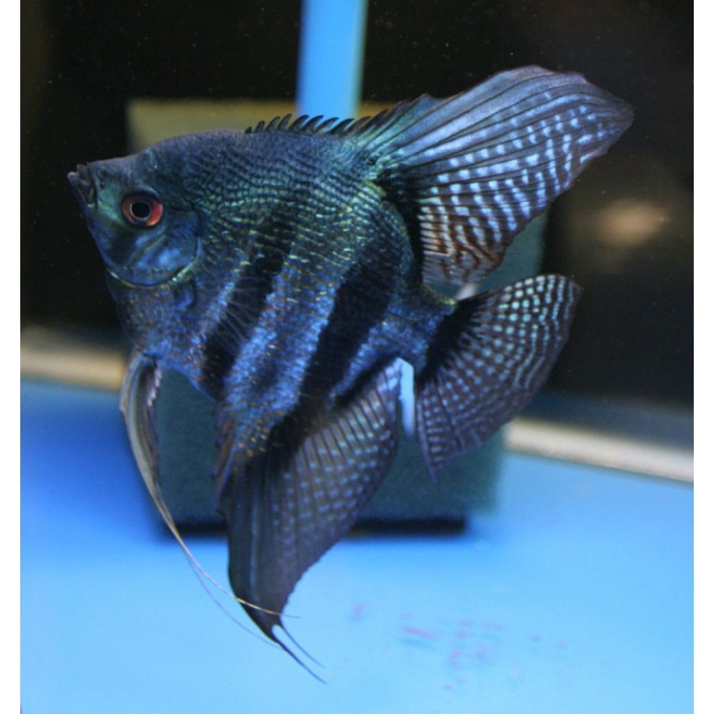 PINOY BLACK GREEN MANFIS