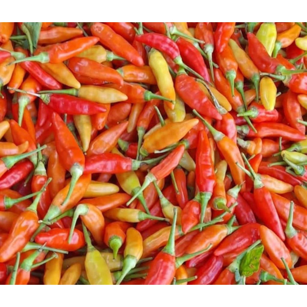 

Cabai Rawit ORI Pedas 1 kilo Packing Aman
