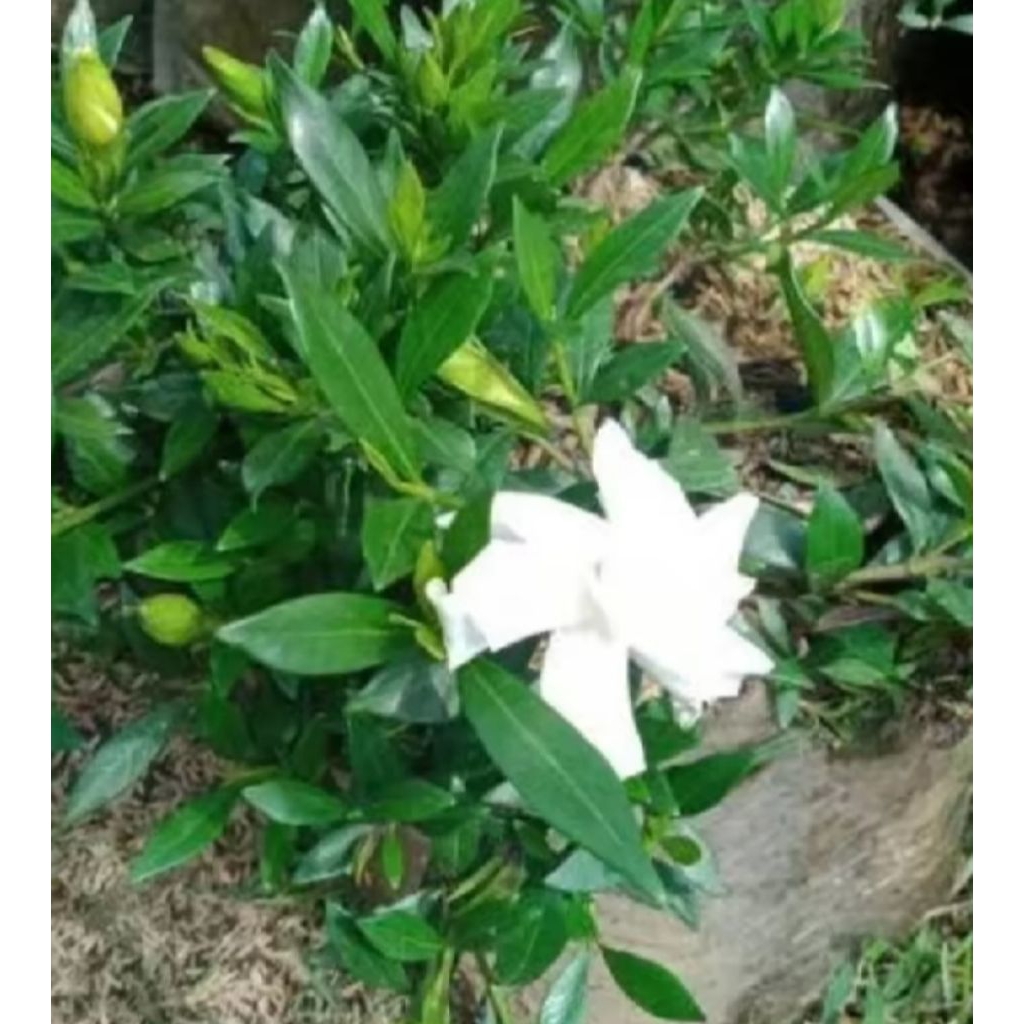 

daun kaca piring segar 200 gram