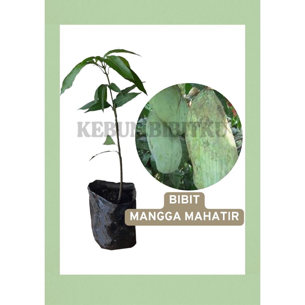 Bibit Mangga Mahatir Tinggi  80-100 CM