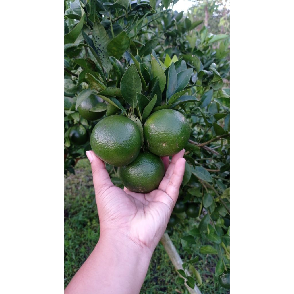 

GROSIR! Jeruk Peras Termurah Siap Kirim dari Lahan