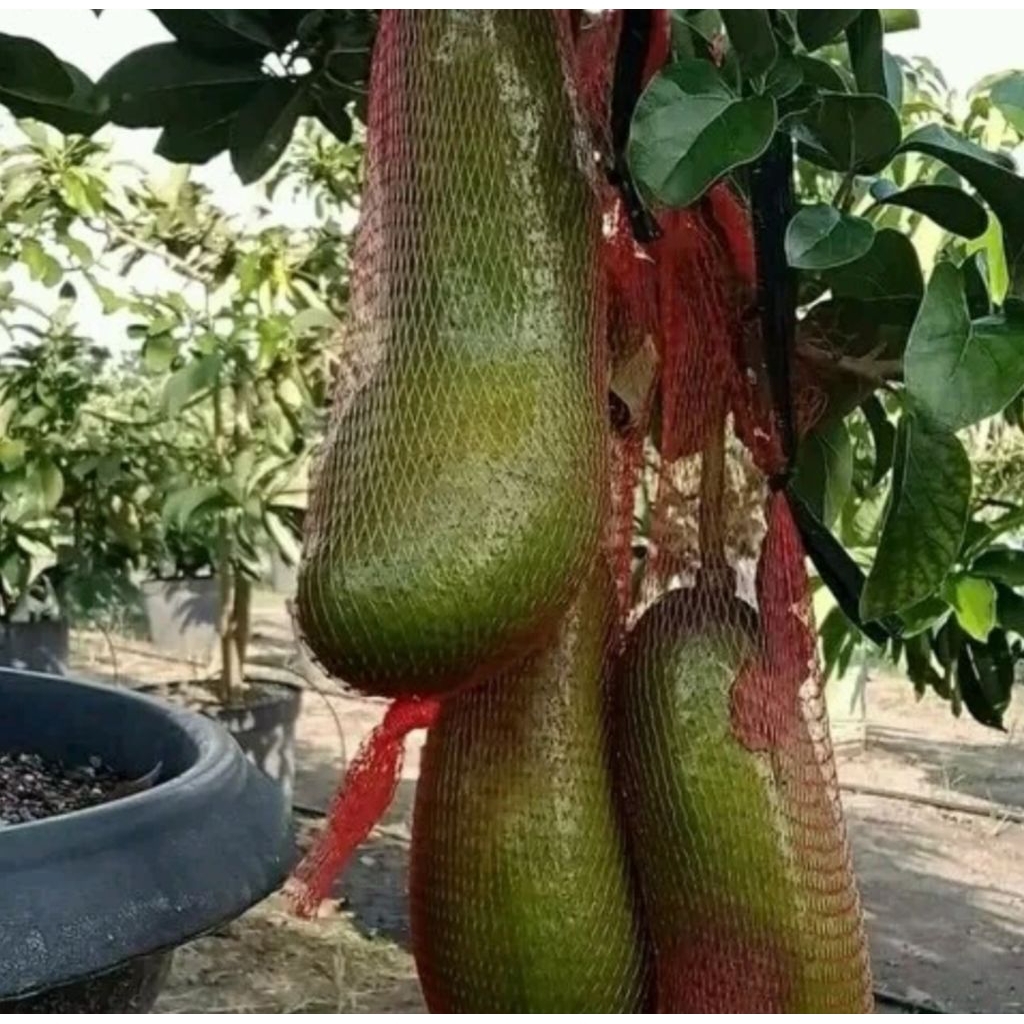 bibit alpukat jumbo kelud okulasi