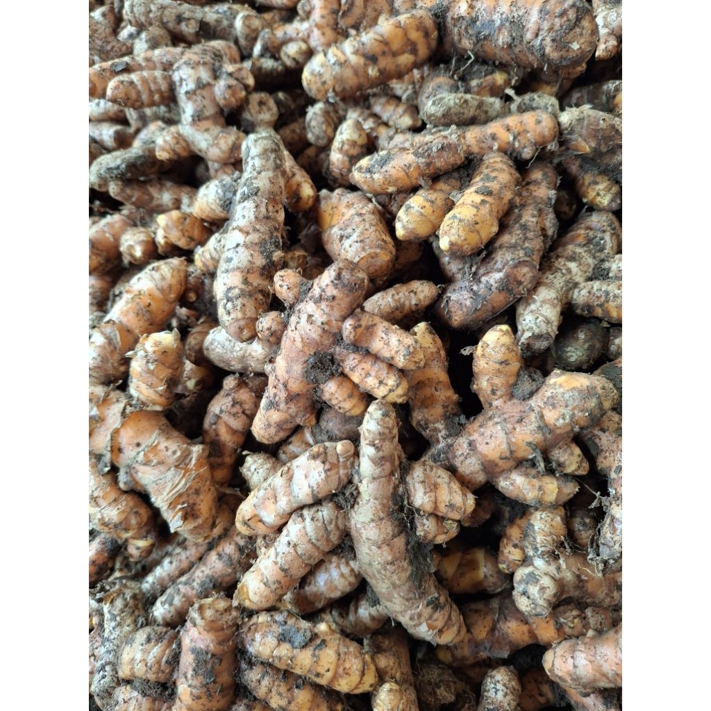 

Kunyit kunir 1kg campur