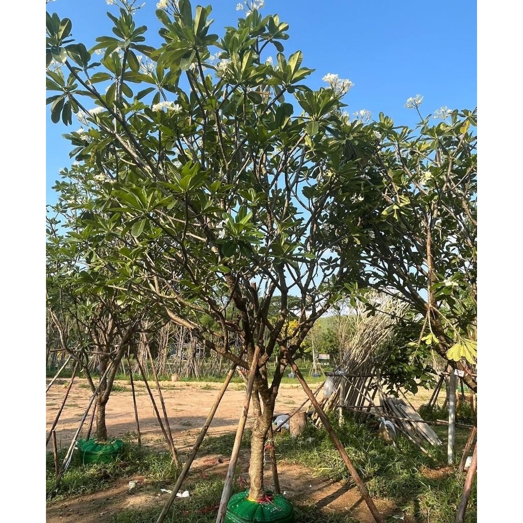 Pohon Kamboja kembang putih | pohon Kamboja tinggi 3-4 meteran | pohon Kamboja taman