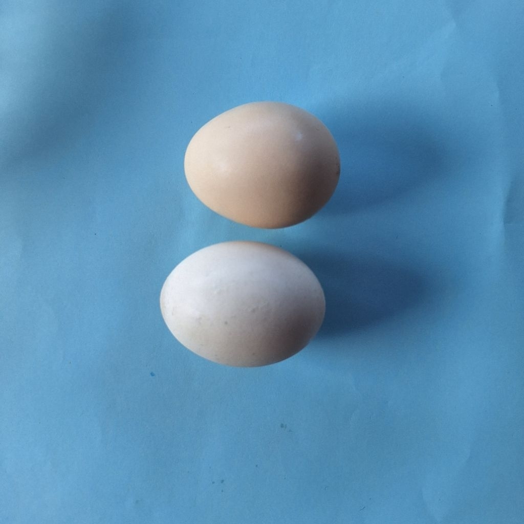 

Telur Organik Ayam Kampung Unggul